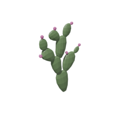 Cactus Flowers 4